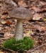 kozák březový (Houby), Leccinum scabrum (Fungi)